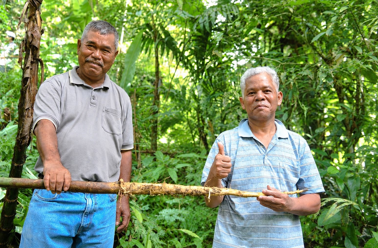 An Orang Asli root collector and a researcher in the forest, holding a freshly harvested Tongkat Ali root