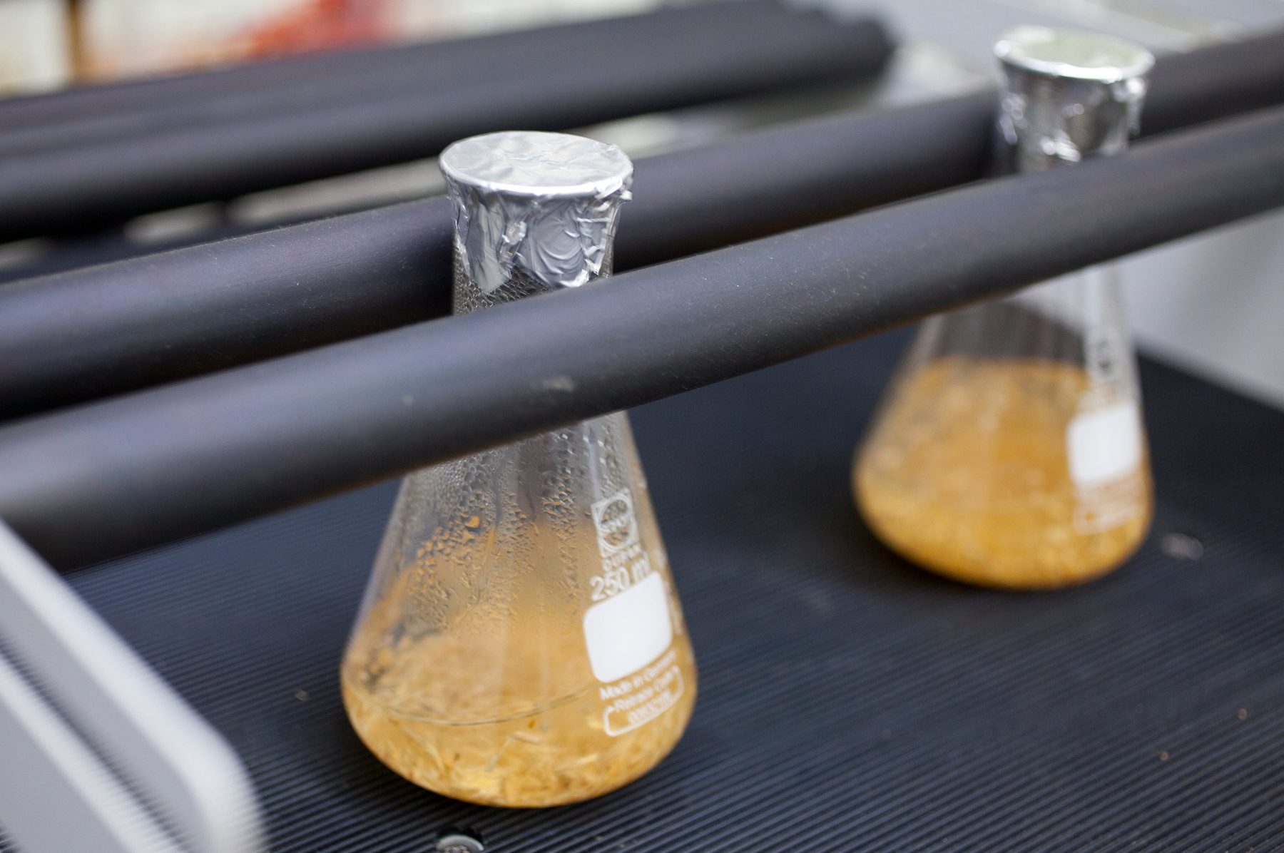 Tongkat Ali root in water in laboratory extraction flasks